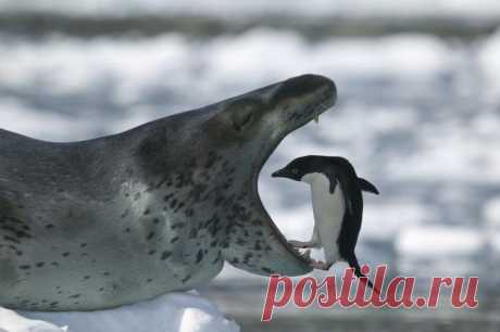 Морской леопард Морской леопард – один из крупнейших тюленей Антарктиды. Несмотря на свой дружелюбный внешний вид этот ненасытный хищник очень опасен и не щадит даже своих собратьев: тюленей-крабоедов, морских котико...