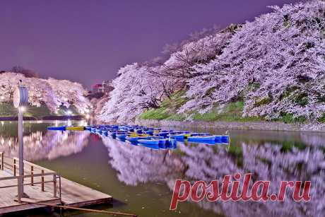 Самые красивые фотографии цветения сакуры в 2014-м году • НОВОСТИ В ФОТОГРАФИЯХ