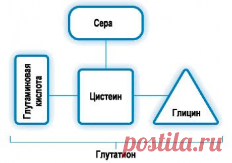 Глутатион - ферзь антиоксидантной защиты организма!