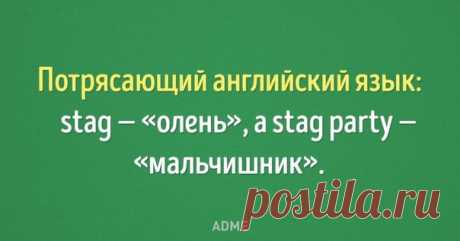 Вот как нужно приручать иностранные языки.