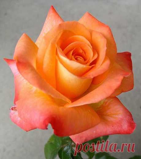 Octoberfest Rose. I'd like to have a couple bushes of these in front of my house: Discover and save creative ideas