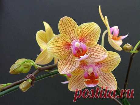 Как спасти орхидею от загнивания Почему могут гнить корни у орхидеи