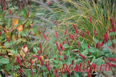 10 цветов октября из моего сада | Сады и цветы | Яндекс Дзен
