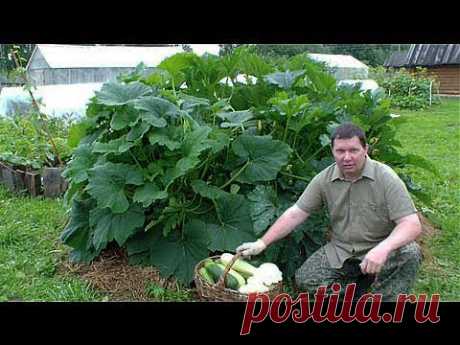 Выращивание кабачков, цуккини и патиссонов хитрым способом - YouTube