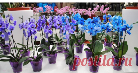Секреты рассадки орхидей: как превратить 1 растение в 100 » MAKATAKA
