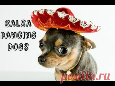 Salsa Dancing Dogs - YouTube