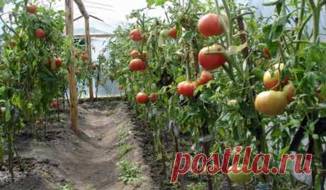 Плотность и схема посадки томатов в теплице: