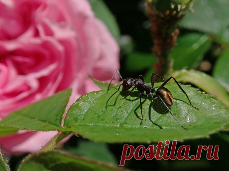 Как избавиться от муравьев на участке? Уйдут сами из-за двух растений. Проверено! | Procvetok | Яндекс Дзен
