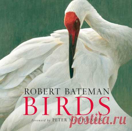 Robert Bateman Birds - Softcover - The Bateman Foundation Birds by Robert Bateman features a comprehensive collection of his stunning paintings in a beautiful softcover edition. From Publishers Weekly: “World renowned wildlife painter Robert Bateman describes this book as neither a field guide to birds nor a reference book. Rather it is aptly represented as an artist’s “portfolio” and a “field diary.” Bateman not … Robert Bateman Birds – Softcover Read More »