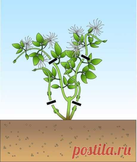 Как правильно обрезать клематисы? | 6 соток