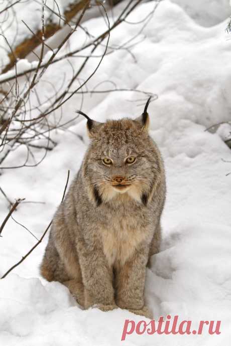 Canada_lynx_by_Michael_Zahra.jpg (683×1024)