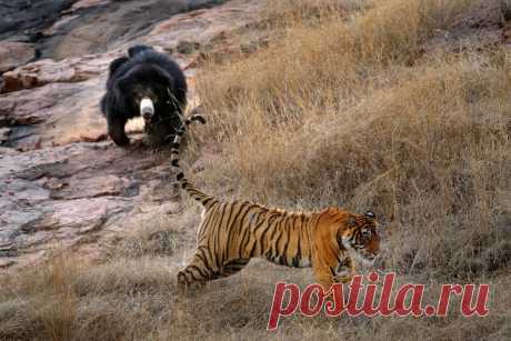 Мамаша-медведица прогоняет с поля боя побежденного тигра!