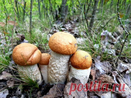 Краткая шпаргалка. Какие грибы растут в июне | В лес по грибы | Яндекс Дзен