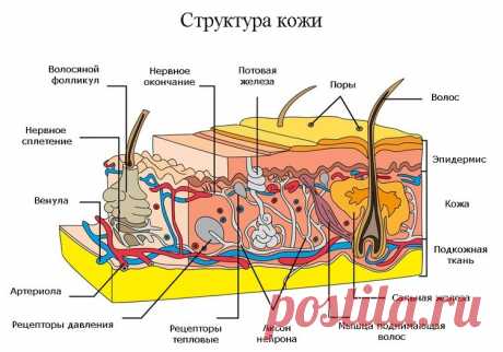 Упражнения Беннета: Никогда не поздно стать моложе! - Я ЗДОРОВ! - медиаплатформа МирТесен