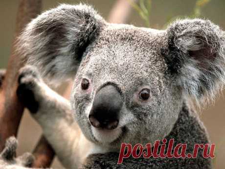 (+1) тема - Интересные факты о коалах | Среда обитания
