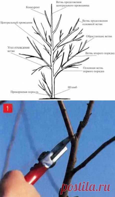 Основные понятия без которых обрезка деревьев невозможна | Дача - впрок