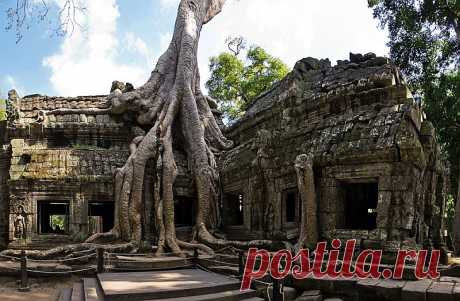 Камбоджийский храм Та Пром (Ta Prohm) и гигантские деревья