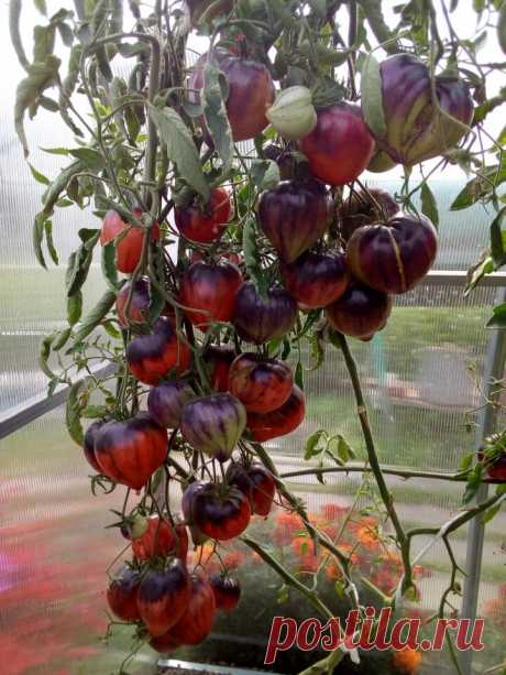 Три томата, семена которых я обязательно приобрету для выращивания в следующем сезоне. | Цветочная душа | Яндекс Дзен