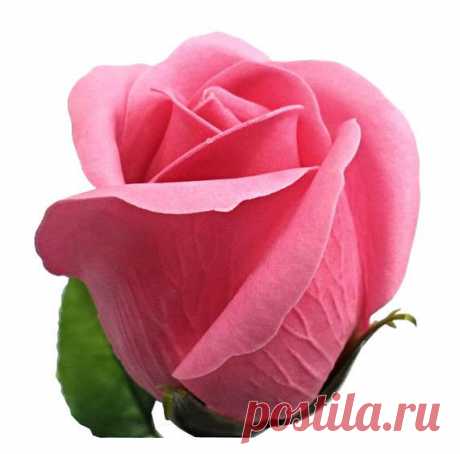 50 pcs SOAP bulk roses with beautiful scent!! wholesale flowers, flower soaps, artificial flowers, house decoration, rose soap, bathroom Before order, please read all the policy on our shop. Thank you. ------------------------------------------------------------------------------------ *Type of rose - BEST*  *WHOLESALE / FREE SHIPPING!!!*   THE MOST POPULAR ITEMS... a box of 50 soap roses with beautiful scent!! You can create your own bunches, bouquets , in vases... and ma...
