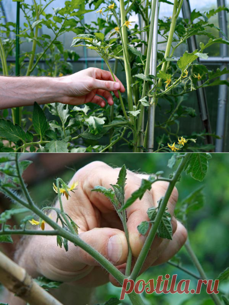Как пасынковать помидоры: технология, особенности для разных сортов томатов. Видео
