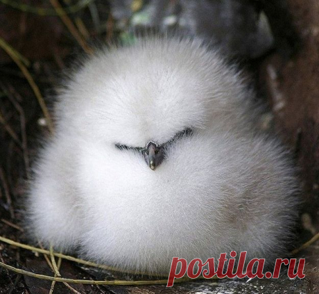 The 33 Fluffiest Animals On The Planet