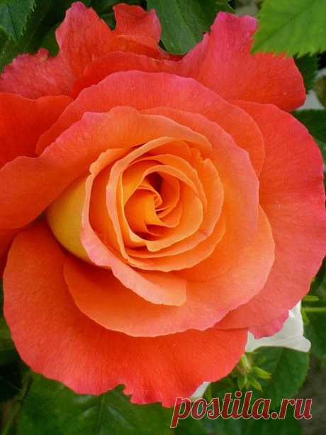 Rose &quot;Sunrise&quot;