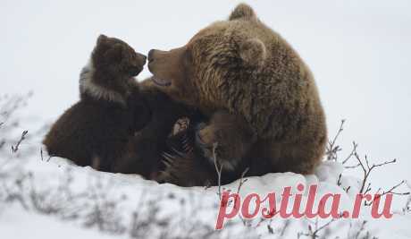 Медвежье детство на Камчатке