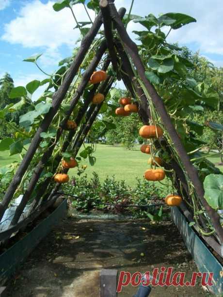 How to Plant Pumpkins While Saving Space | Garden Ideas | 1001 Gardens