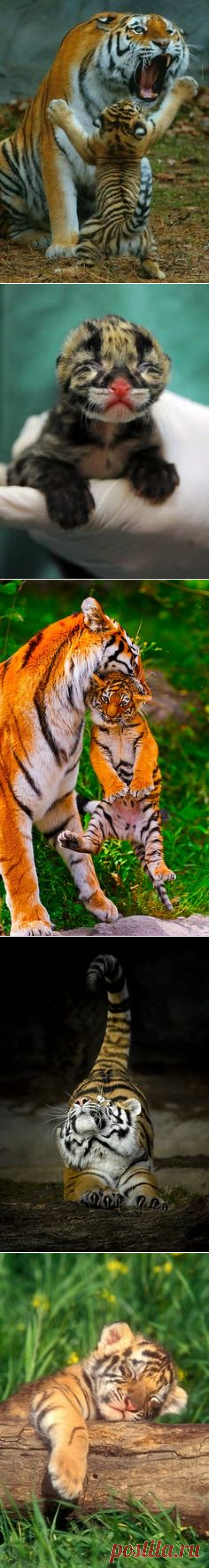 Tigers | Great &amp; Small | Мама, Детеныши и Тигрята