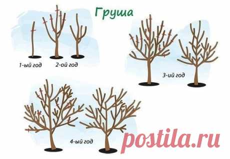 При обрезке груш:

Все волчки (мощные вертикальные ветви) вырезают на протяжении всего сезона. Это ветви-паразиты. На них не растут плоды, они лишь забирают питательные вещества и элементы, стимулирующие рост, у своих плодоносных соседей.

При обрезке нужно делать крону максимально прозрачной. Когда крона не загущена, плоды получают достаточное количество света, что позволяет им быстрее созревать и накапливать драгоценные витамины.

Сильные приросты нужно переводить на хор...