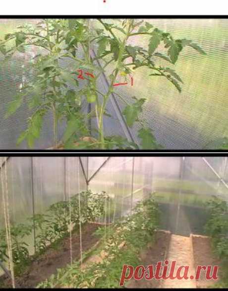 Формирование томатов (помидор) в два стебля | Все про помидоры (томаты) - видео, фото, отзовы