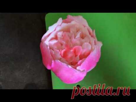 Tutorial cream flower peony