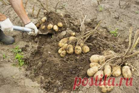 Что сажать после картофеля на следующий год: правила севооборота | Идеальный огород | Яндекс Дзен