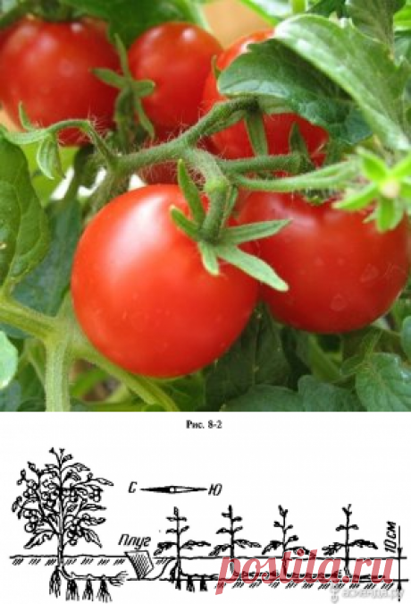 Выращиваем томаты по методу Маслова