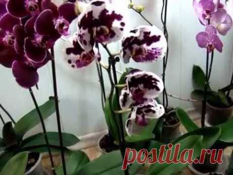 Орхидея  и орхидеи Фаленопсис - зацвели. Орхидеи - Ванда, Мильтония, Дендробиум, Камбрия, Цимбидиум.