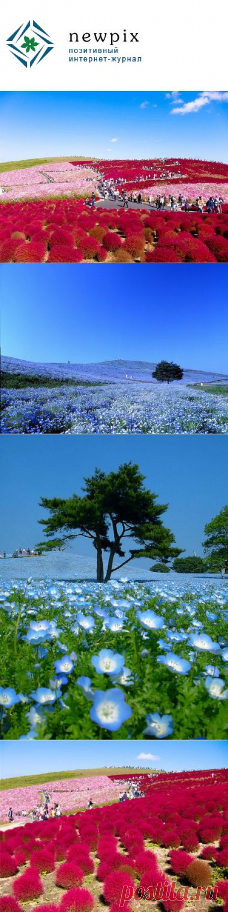 «Hitachi Seaside Park» сад цветов в Японии | Newpix.ru - позитивный интернет-журнал