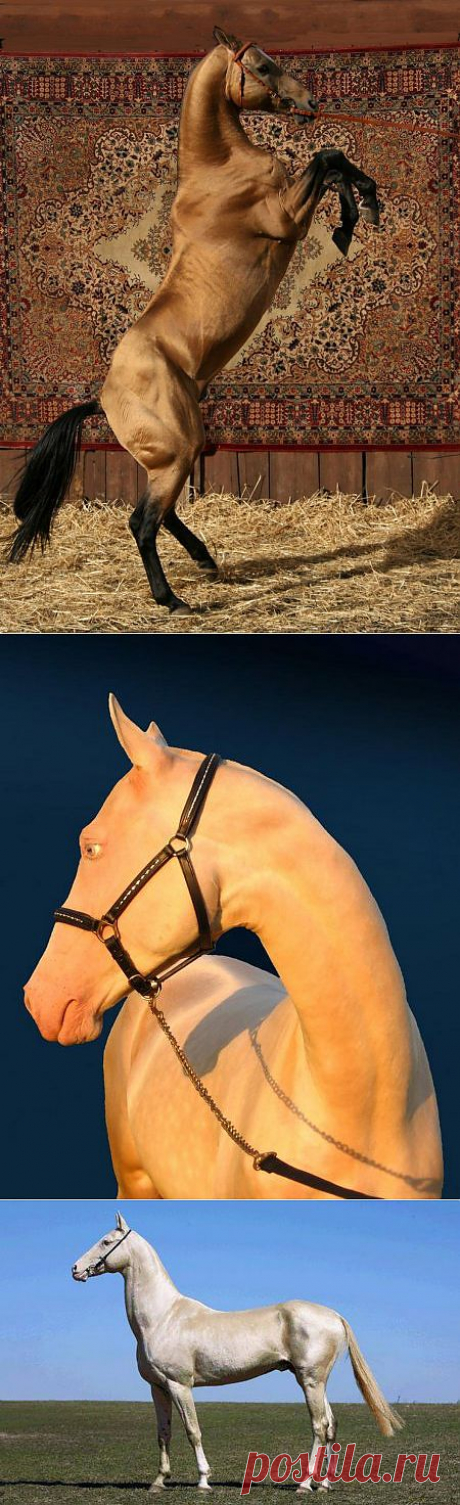 Ахалтекинская порода лошадей: фото