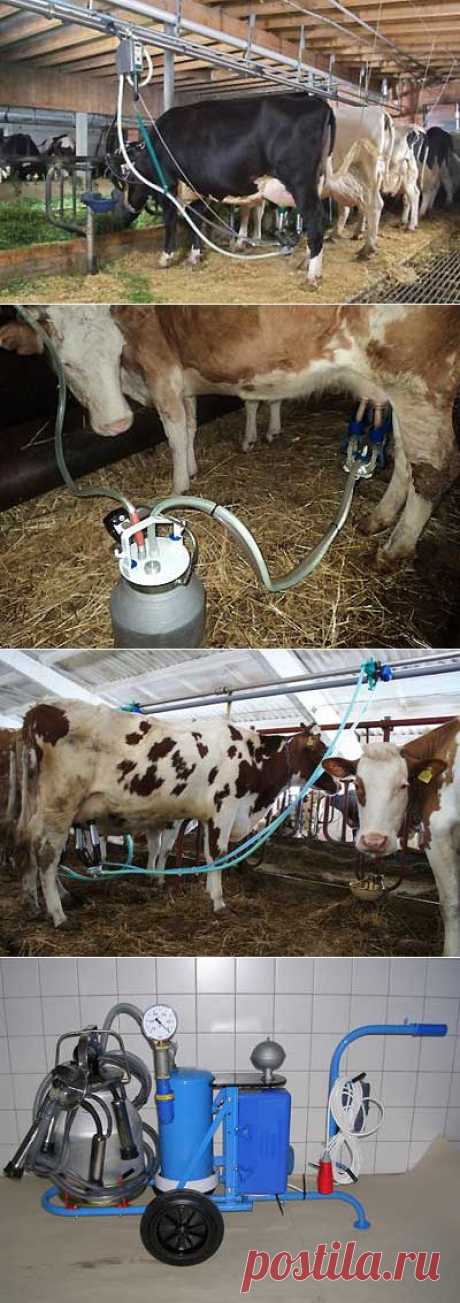 Как выбрать доильный аппарат для коровы? Какие существуют типы доильных аппаратов? | Мое подворье