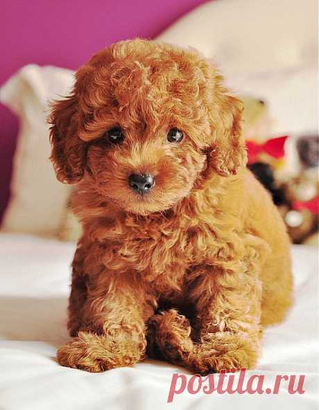 teddy bear puppy | Flickr - Photo Sharing!