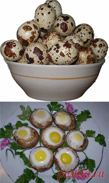 Перепелиные яйца польза и вред перепелиных яиц рецепты
