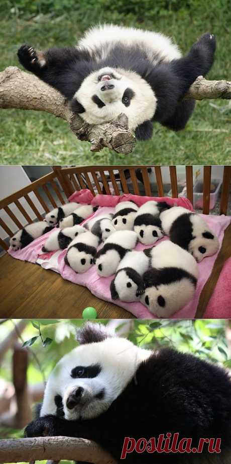Самые милые и забавные панды : НОВОСТИ В ФОТОГРАФИЯХ