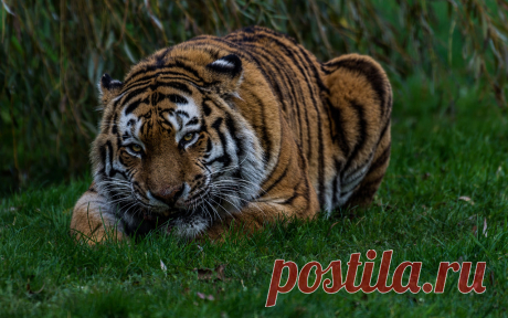 Land of the Tiger (Panthera tigris altaica) Amur tiger named Vladimir