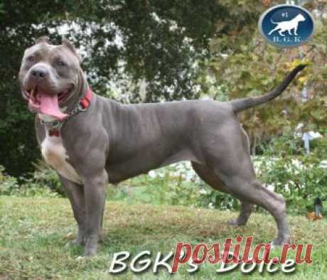 pitbull perro sale - Поиск в Google