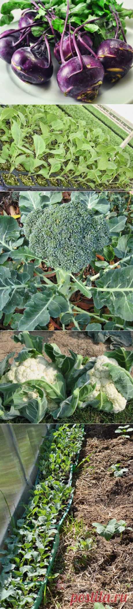 Секреты выращивания брокколи и цветной капусты — 6 соток