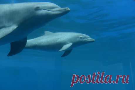 Боевые дельфины: чем занимаются эти животные на военной службе? | Postnews
