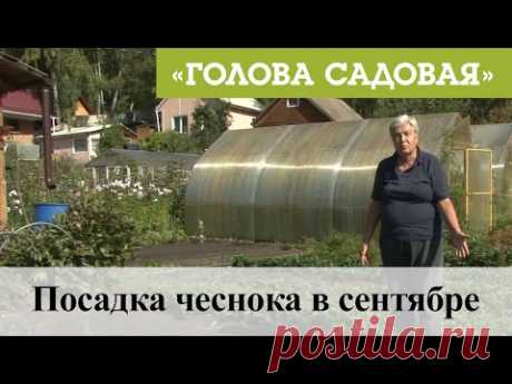 Голова садовая - Посадка чеснока в сентябре