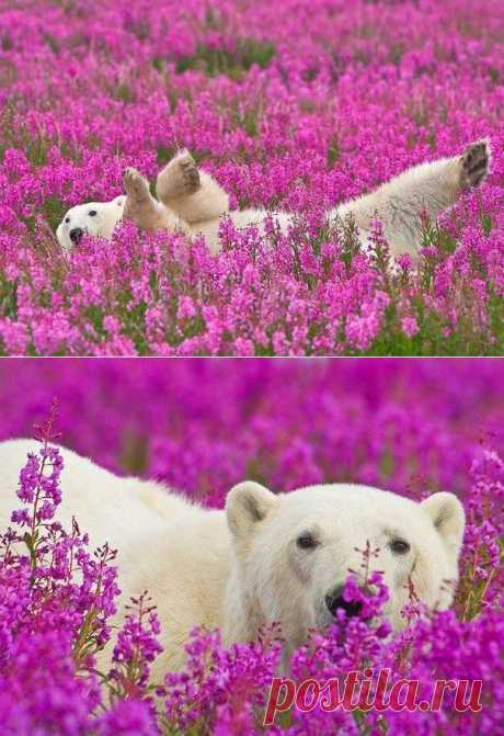 Белые медведи не в снегу, но в цветах: такого вы еще не видели!