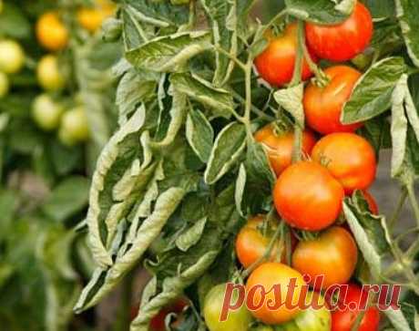 Почему скручиваются листья у томатов | Самоцветик