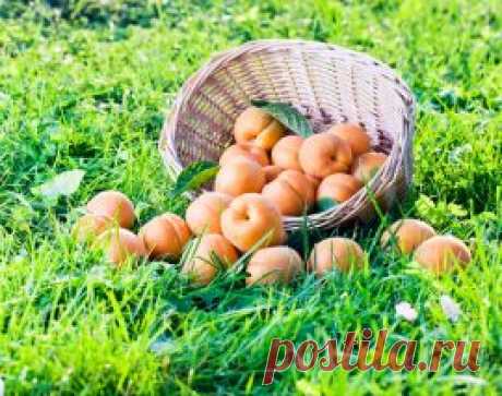 7 лучших зимостойких сортов абрикосов | В саду (Огород.ru)