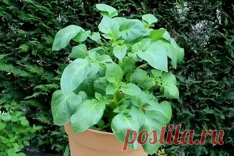 Как посадить картофель в огороде и в горшках: практическое руководство &amp;#8211; Agro-Info